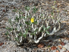 Pachypodium densiflorum