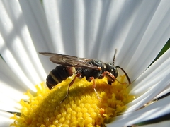 Apoidea