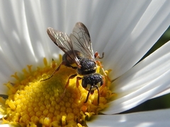Apoidea