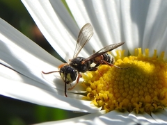 Apoidea