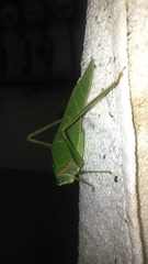 Philophyllia guttulata