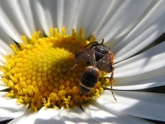 Apoidea