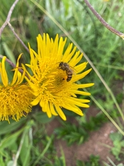 Apis mellifera scutellata