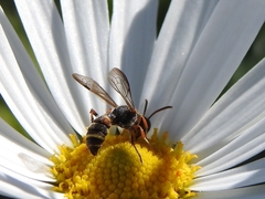 Apoidea