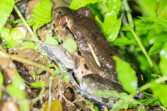 Leptodactylus savagei