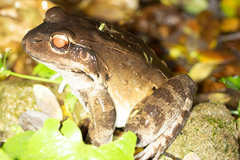 Leptodactylus savagei