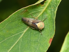 Brunotartessus fulvus