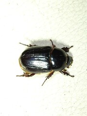 Heteronychus arator