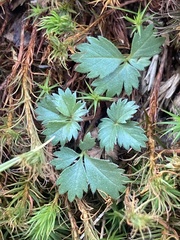 Potentilla canadensis