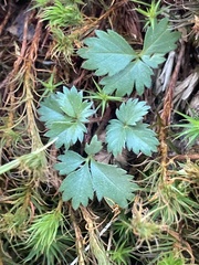Potentilla canadensis