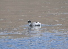 Podiceps occipitalis