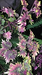 Coleus scutellarioides