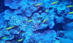 Mirolabrichthys evansi