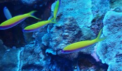 Mirolabrichthys evansi