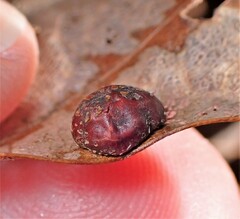 Polystepha globosa