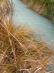 Carex secta