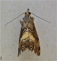 Glaucocharis chrysochyta