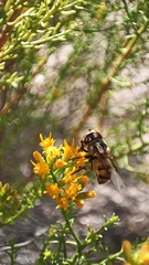 Copestylum apiciferum