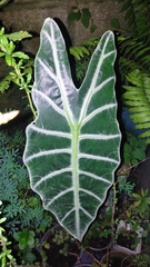 Alocasia
