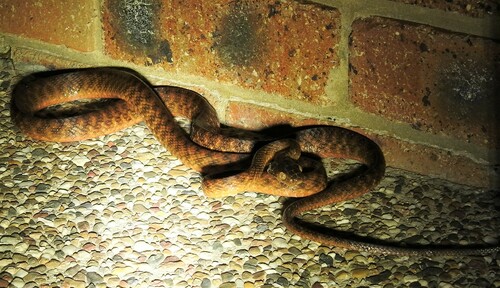 Brown Tree Snake sighting