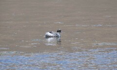 Podiceps occipitalis