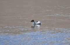 Podiceps occipitalis