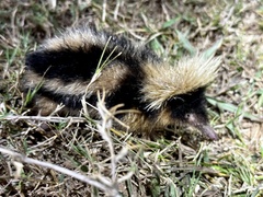 Hemicentetes semispinosus