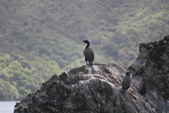 Leucocarbo carunculatus