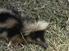 Hemicentetes semispinosus