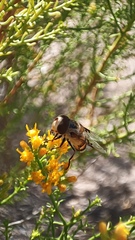 Copestylum apiciferum