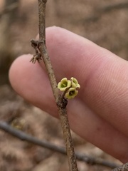 Hamamelis