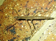 Pachymorpha