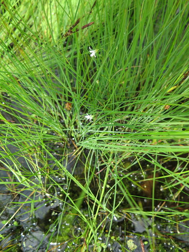 Stellaria filicaulis iNat (2)