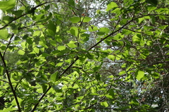Betula microphylla