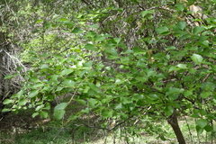Betula microphylla