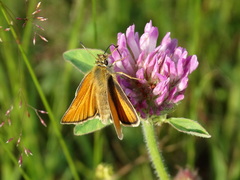 Thymelicus sylvestris