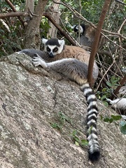 Lemur catta