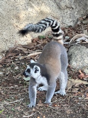 Lemur catta