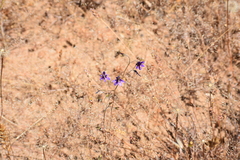 Conanthera campanulata