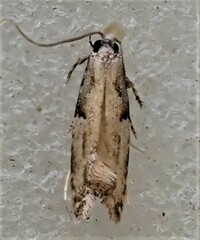 Crypsitricha pharotoma