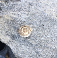Polygyra cereolus