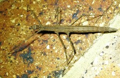 Pachymorpha