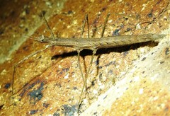Pachymorpha