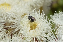 Lipotriches australica