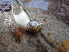 Acanthinucella