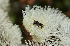 Lipotriches australica