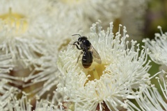 Lipotriches australica