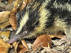 Hemicentetes semispinosus