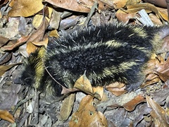 Hemicentetes semispinosus