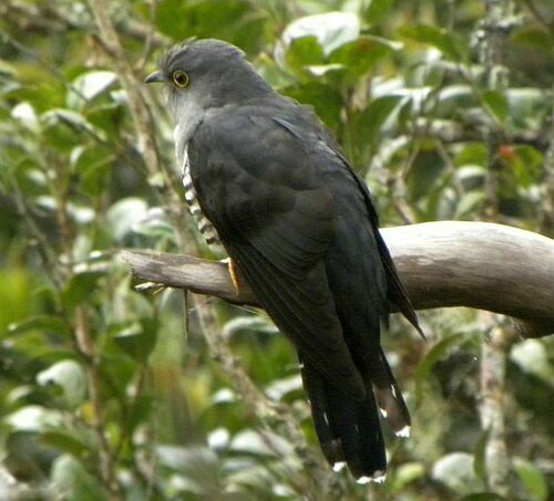 Cuco de la Sonda (Cuculus lepidus)